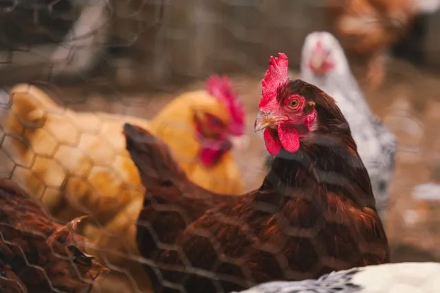 10 fermes pédagogiques à découvrir avec les enfants autour de Rennes
