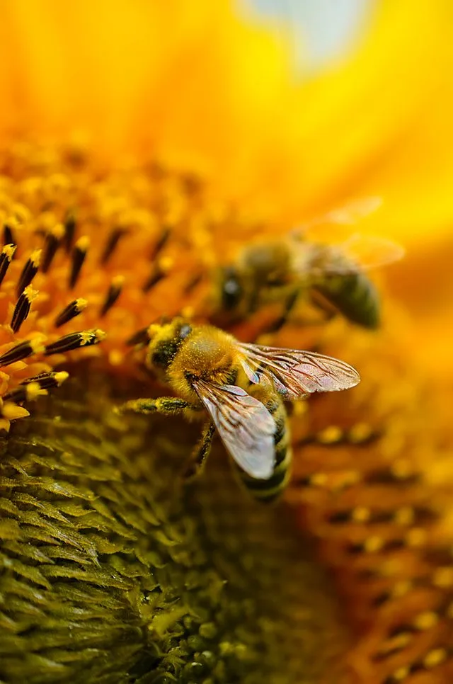 Miel et abeilles