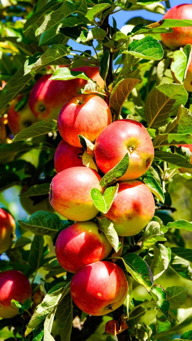 Cueillette de pommes au verger