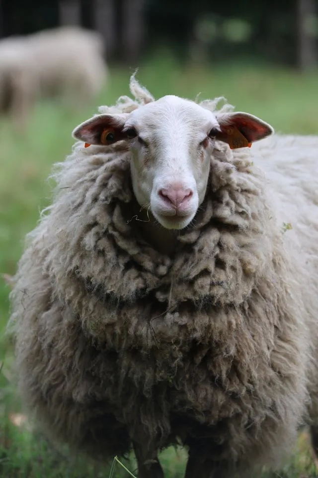 Fête de l'automne à La Roulotte des Animaux