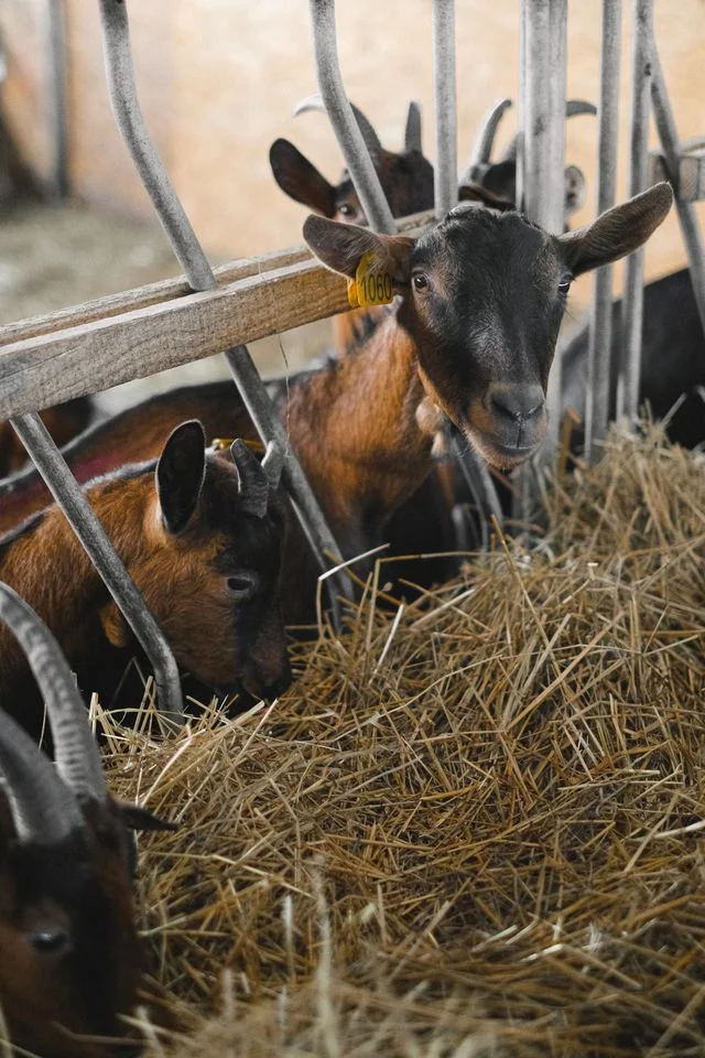 Visite d’une ferme de chèvres – Lait Caprines