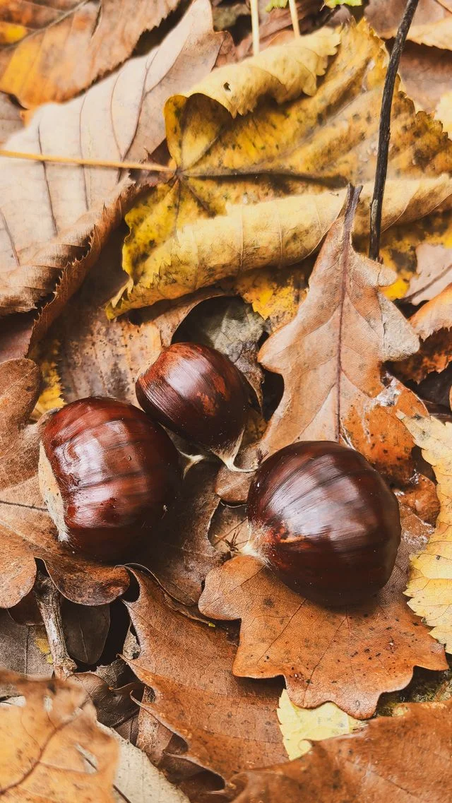 Traces et indices d’automne : jeu de piste nature à Monteneuf