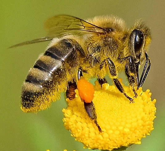 Atelier Parent/Enfant autour des abeilles et du miel