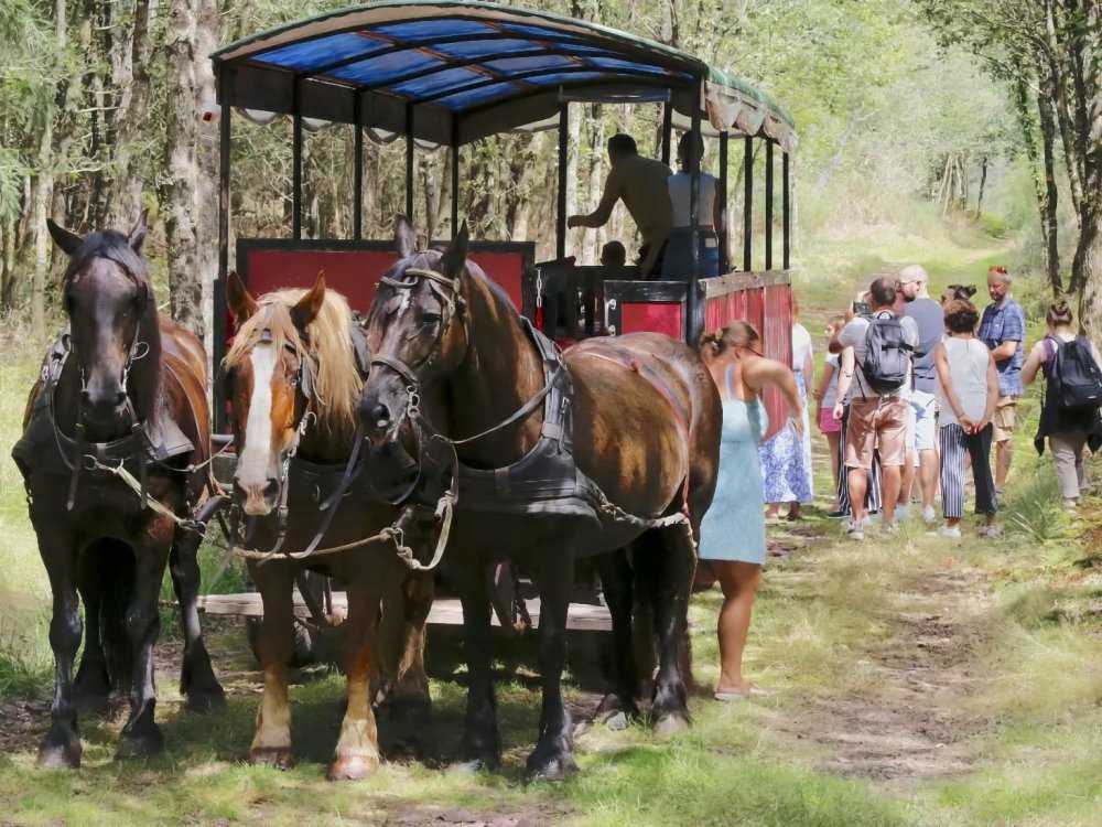 Balade contée en calèche dans la forêt de Brocéliande