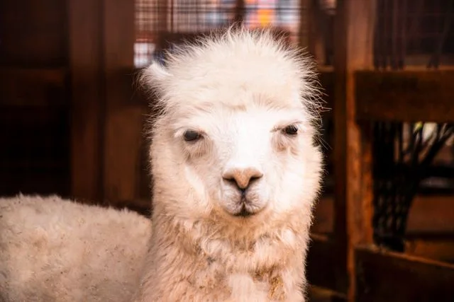 Little Parc : une balade gratuite au milieu des animaux à Val-Couesnon